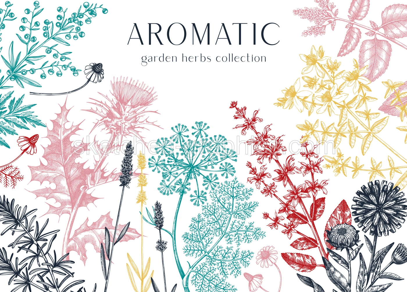 Hand drawn herbal plants banner. Decorative background with vintage medicinal plants, flowers, herbs. Herbal medicine and tea ingredients design template. Aromatic plants flyer Illustration